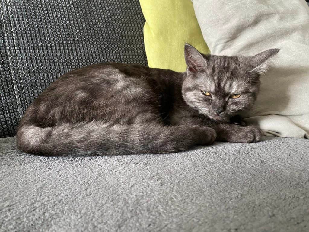 Das sind unsere Katzen 2 BKH Josie unsere Katzen