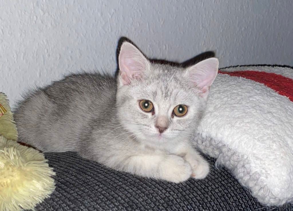 Das sind unsere Katzen 1 BKH Luna unsere Katzen