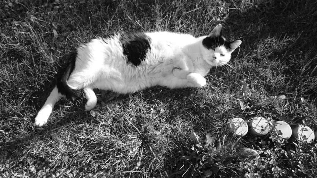 Das sind unsere Katzen 5 Harry