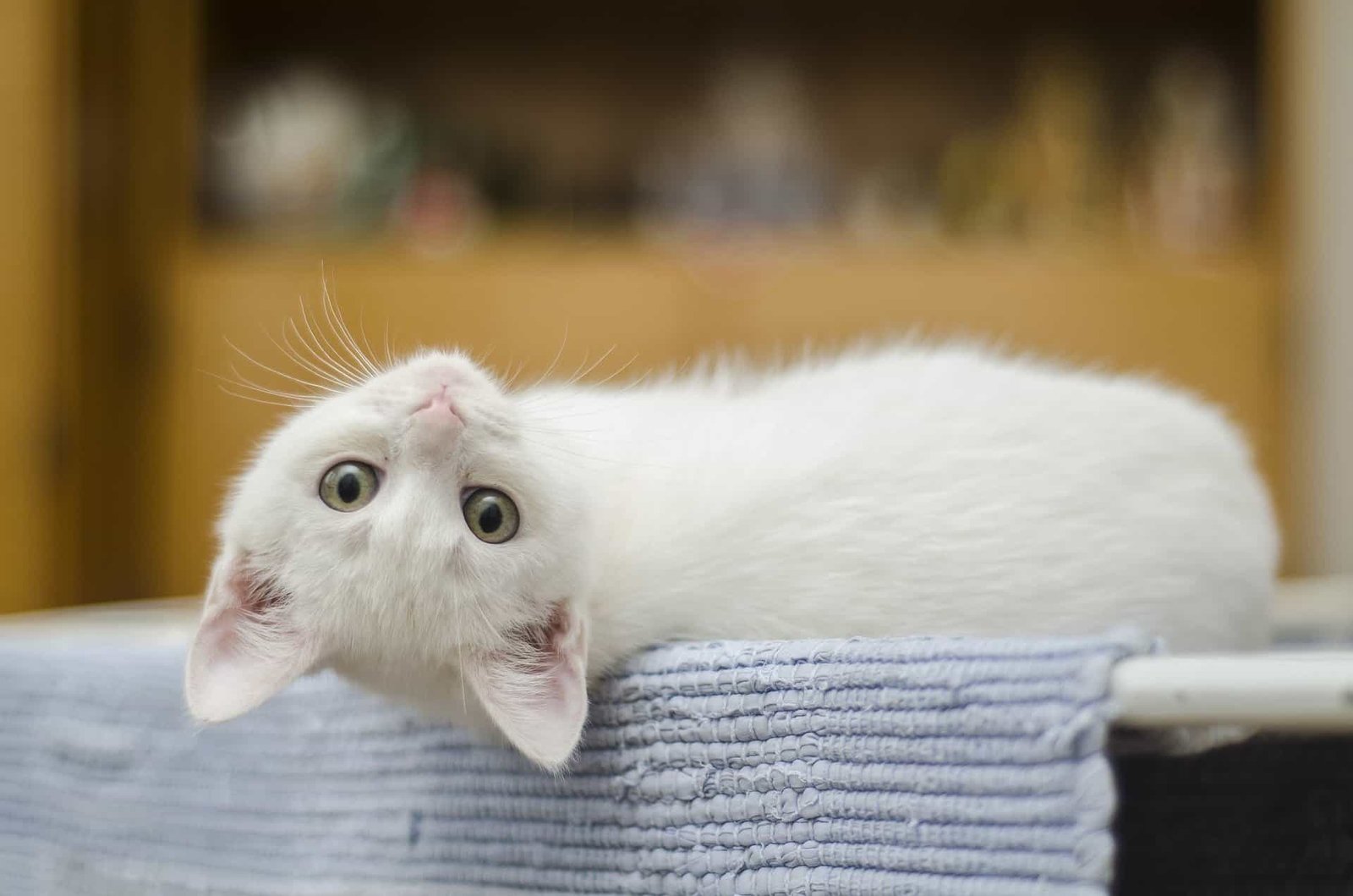 Die richtige Haltung von Katzen, Tipps für zukünftige Katzenbesitzer, damit sich die Samtpfote wohlfühlen kann. 1 Katzen, Kitten
